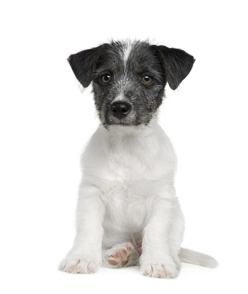 Puppy Jack russell (11 weken) — Stockfoto