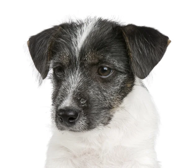 Puppy Jack russell (11 semanas ) — Fotografia de Stock