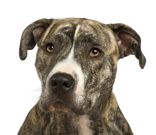 American Staffordshire terrier (18 months) in front of a white background — Stock Photo, Image