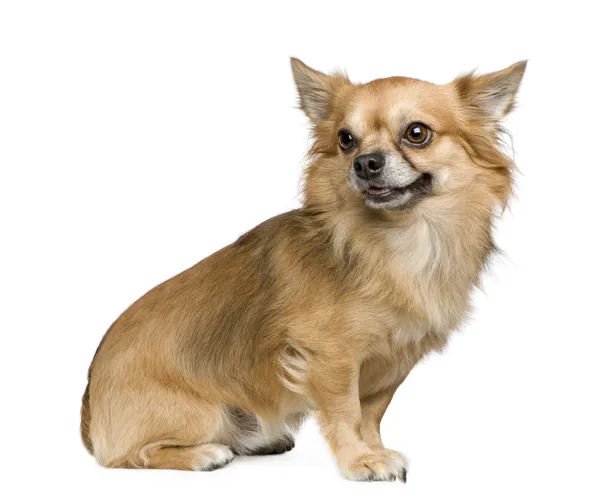 Chihuahua dai capelli lunghi (3 anni ) — Foto Stock