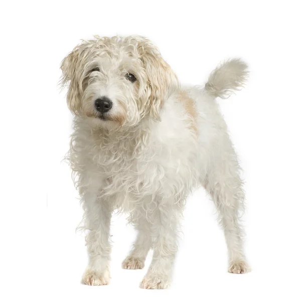 Parson Russell Terrier — Fotografia de Stock