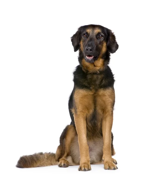 Hovawart kutya (6 év) — Stock Fotó