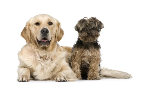 金毛猎犬 (2 年) 和一条约克夏犬 — 图库照片