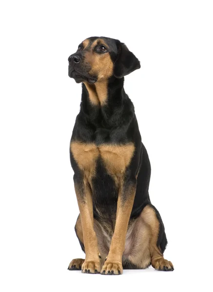 Mixed-Breed Dog with a beauceron (6 years) — Stock Photo, Image
