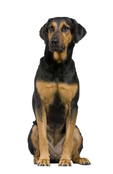 Mixed-Breed Dog with a beauceron (6 years) — Stock Photo, Image