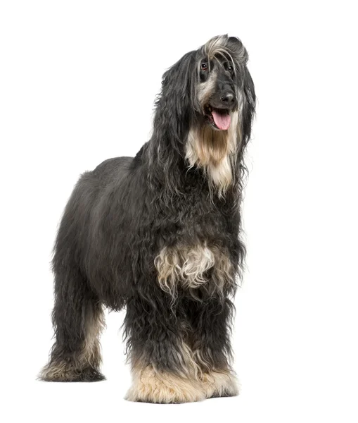 Afghanhund (7 år) — Stockfoto