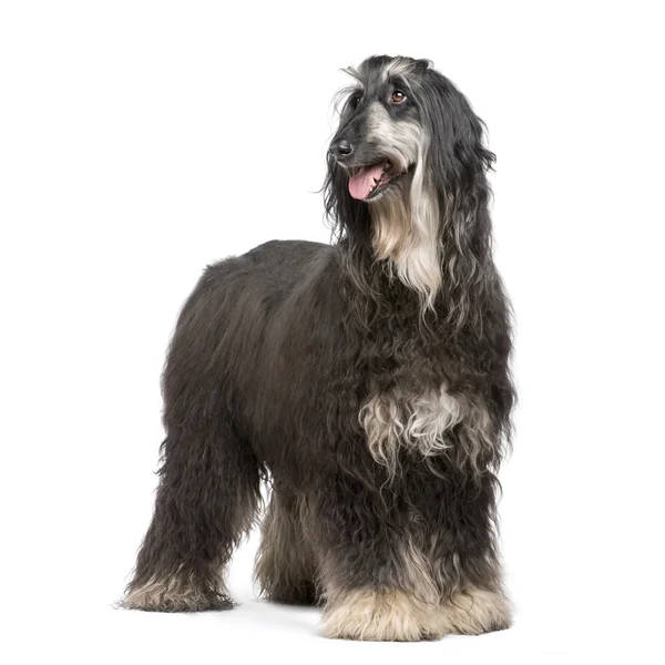 Afghanhund (7 år) — Stockfoto