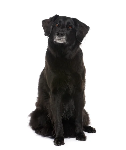 Stary pies rasy mieszanej z labrador (6 lat) — Zdjęcie stockowe