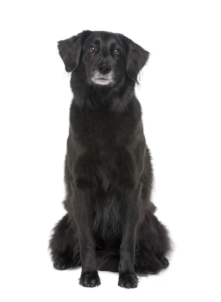 Oude gemengd ras hond met een labrador (6 jaar) — Stockfoto