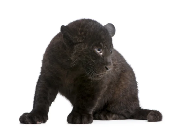 Мбаппе (2 месяца) - Panthera onca — стоковое фото
