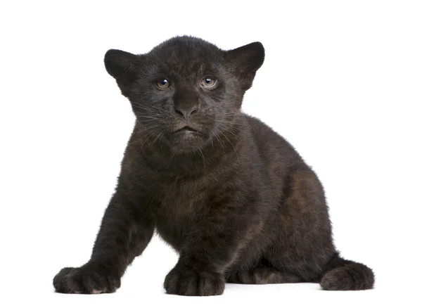 stock image Jaguar cub (2 months) - Panthera onca