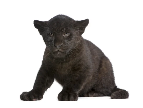 Мбаппе (2 месяца) - Panthera onca — стоковое фото