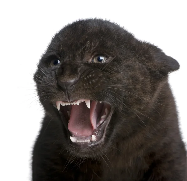 Jaguar cub (2 місяці) - Panthera onca — стокове фото