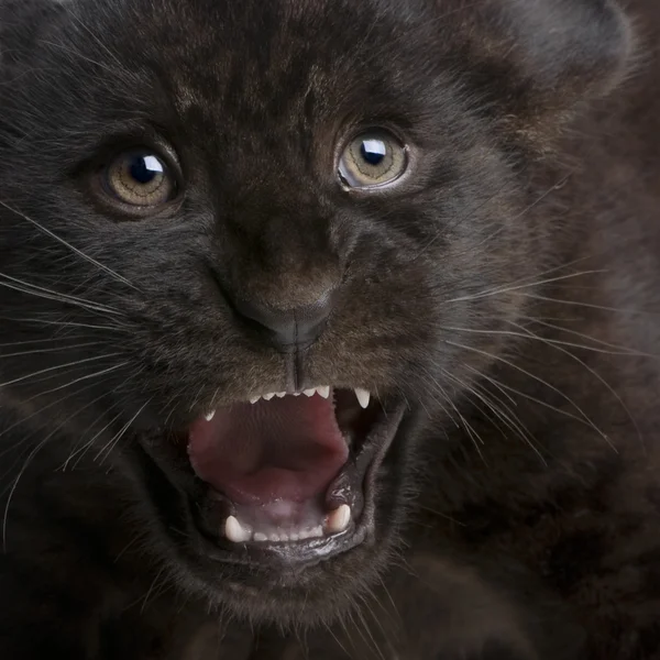 Jaguar cub (2 miesiące) - Panthera onca — Zdjęcie stockowe