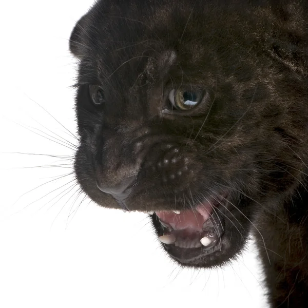 Jaguar kölyök (2 hónap) - oroszlánt — Stock Fotó