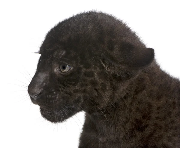 Jaguar-Jungtier (2 Monate) - panthera onca — Stockfoto