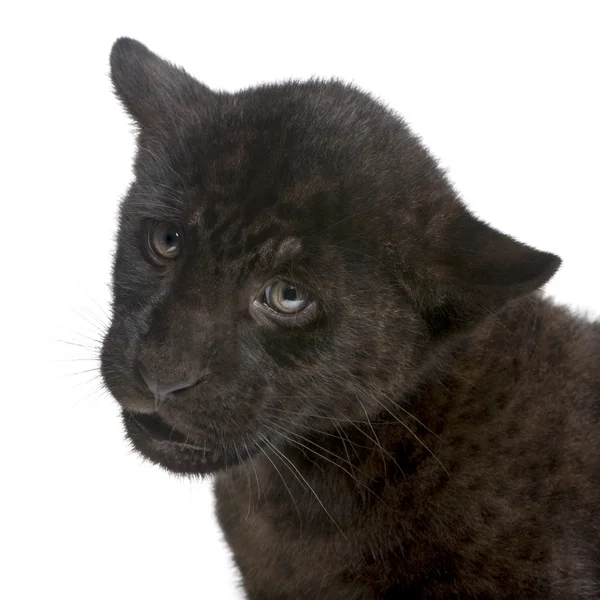 Jaguar cub (2 months) - Panthera onca — Stock Photo, Image