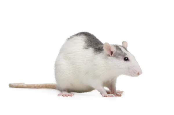 在白色背景前的老鼠 — 图库照片