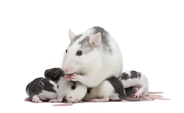 Rat devant un fond blanc — Photo