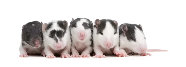 Babby rata en una fila — Foto de Stock