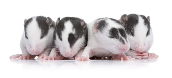 Babby Rat in a row — Stock Photo, Image