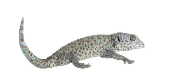 Tokay gecko - Gekko gecko — Fotografie, imagine de stoc