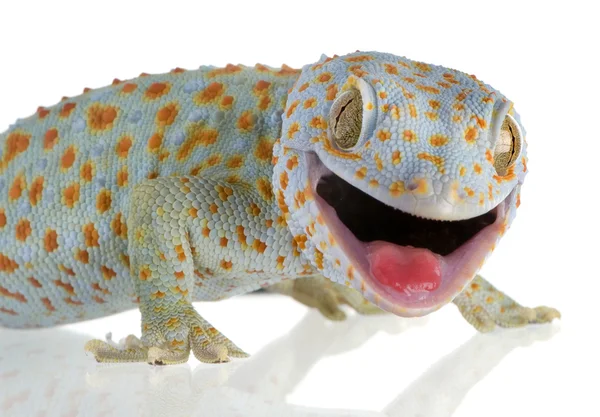 Lagartixa-Tokay - gekko gecko — Fotografia de Stock
