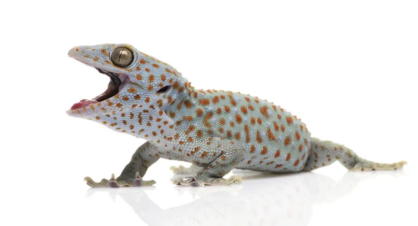 Lagartixa-Tokay - gekko gecko — Fotografia de Stock