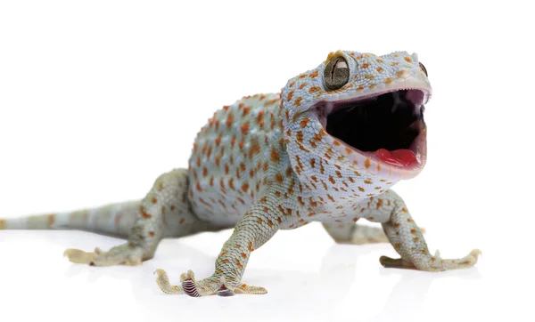 Tokay gecko - Gekko gecko — Stockfoto