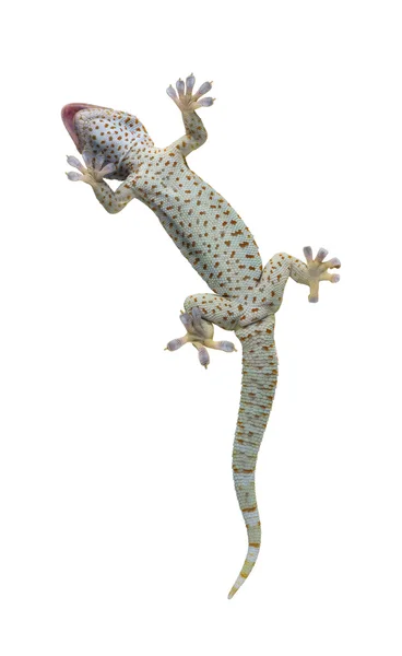 Pöttyös gekkó - Gekko gekkó — Stock Fotó