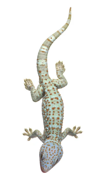 Tokay gecko - Gekko gecko — Stock Photo, Image