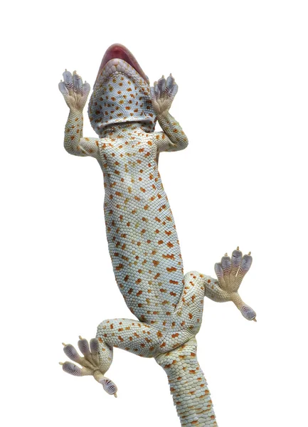 Токай Gecko - Гекко gecko — стокове фото