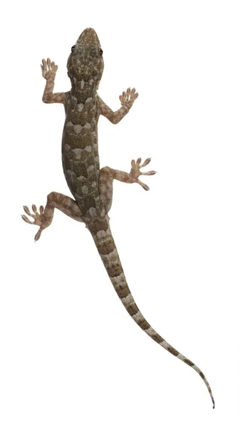 Tokeh - gekko gecko — Stockfoto
