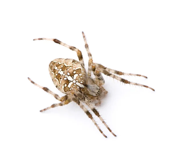 Diadem spider - araneus Wikidruzích. — Stock fotografie