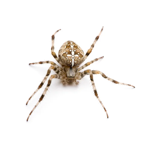 Diadem 거미-Araneus diadematus — 스톡 사진