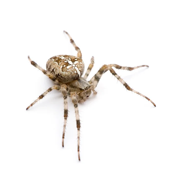Diadem spider - araneus Wikidruzích. — Stock fotografie