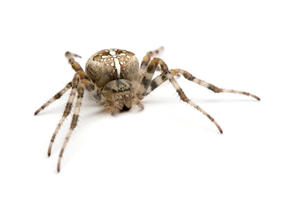 Диадем паук - Araneus diblmatus — стоковое фото