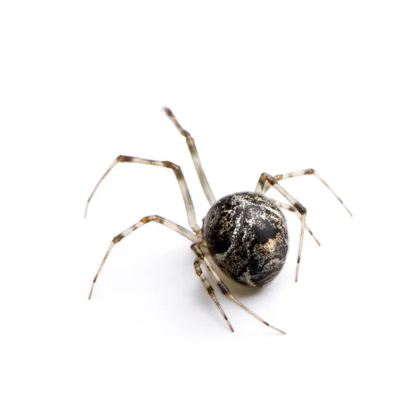 Araña común - Achaearanea tepidariorum —  Fotos de Stock