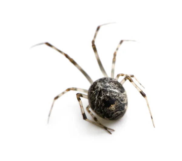 Araña común - Achaearanea tepidariorum — Foto de Stock