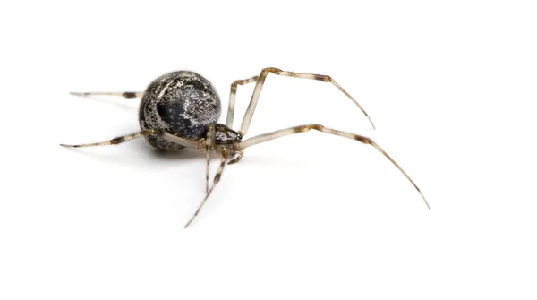 Araña común - Achaearanea tepidariorum —  Fotos de Stock
