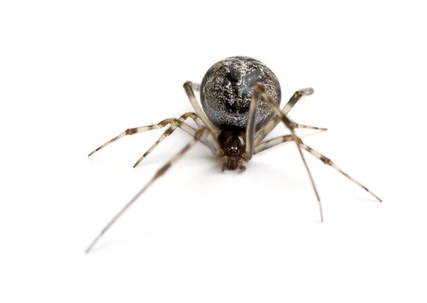 Обыкновенный домашний паук - Achaearanea tepidariorum — стоковое фото
