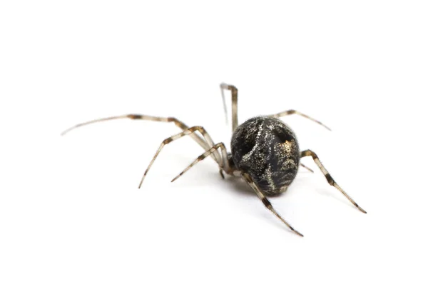 Araña común - Achaearanea tepidariorum — Foto de Stock