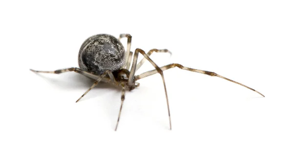 일반적인 집 거미-Achaearanea tepidariorum — 스톡 사진