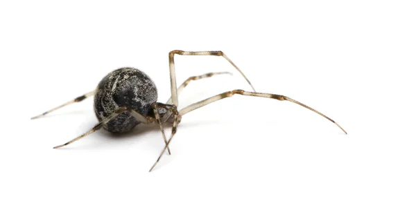 Common house spider - Achaearanea tepidariorum — Stock Photo, Image