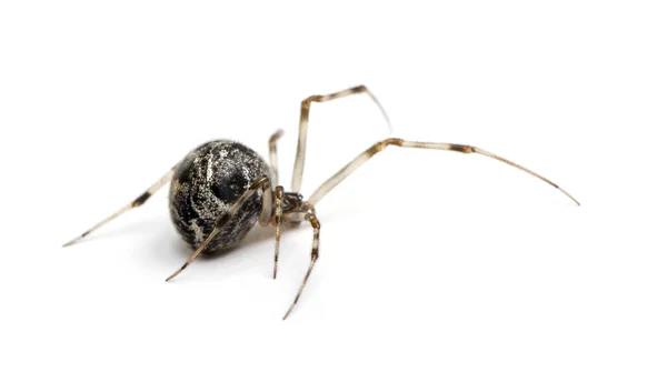 Ortak ev spider - achaearanea tepidariorum — Stok fotoğraf