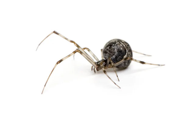 Aranha-comum - Achaearanea tepidariorum — Fotografia de Stock