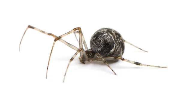 Araignée domestique - Achaearanea tepidariorum — Photo