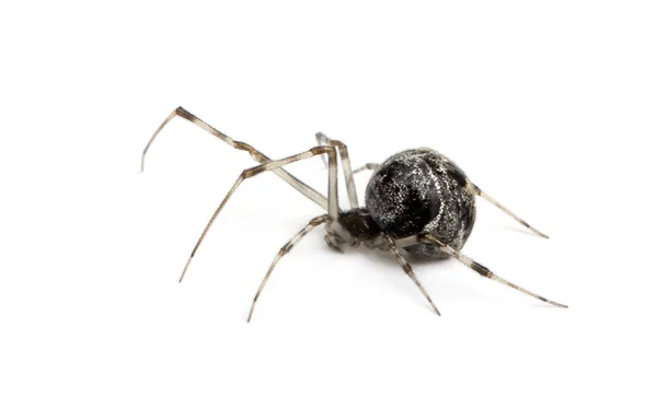Wspólny dom pająk - achaearanea tepidariorum — Zdjęcie stockowe
