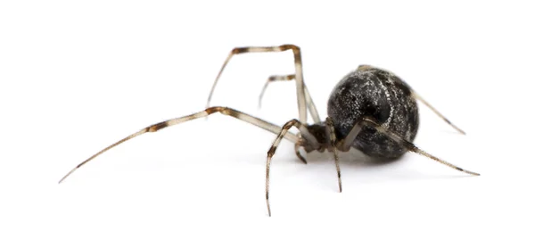 Common house spider - Achaearanea tepidariorum — Stock Photo, Image