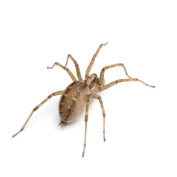 Αχυρώνα χωνί weaver domestica αράχνη-tegenaria — Φωτογραφία Αρχείου